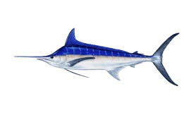 Blue Marlin