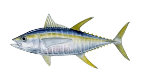 Yellowfin Tuna